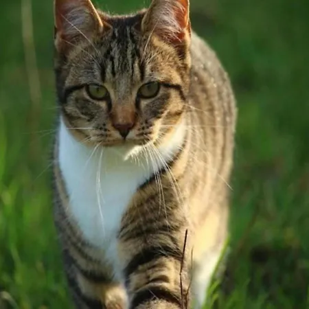 Getaway Near The Baltic Groß Schwansee