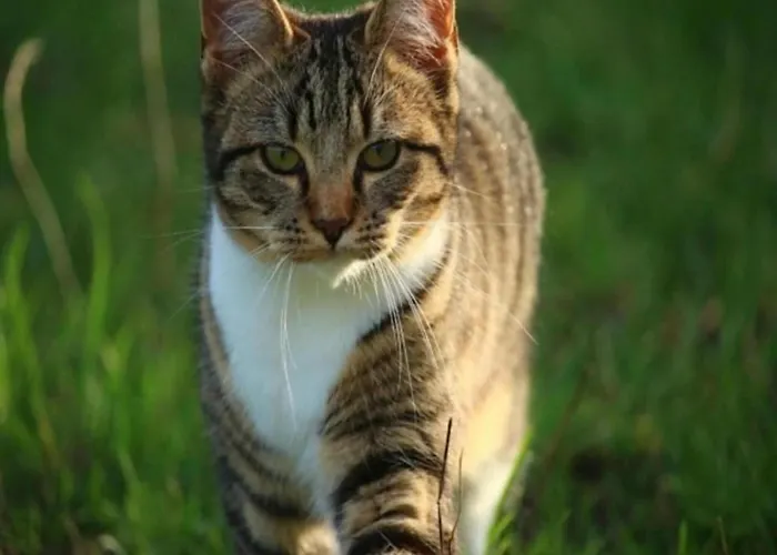 Getaway Near The Baltic Groß Schwansee